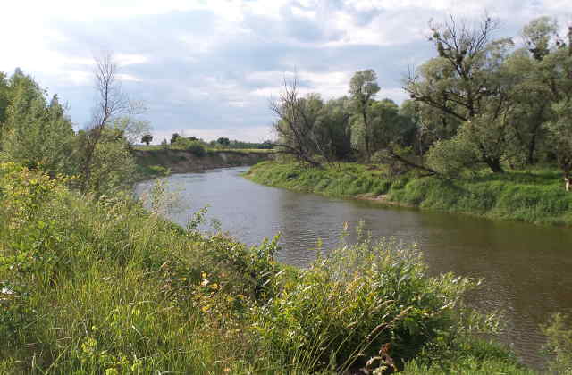 Rzeka Bug w Orchówku